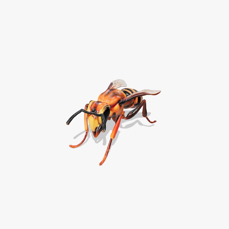 Detailed Hornet Species 3D Model Pack